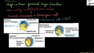 Gastrulation