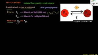 Mechanism of Photoperiodism