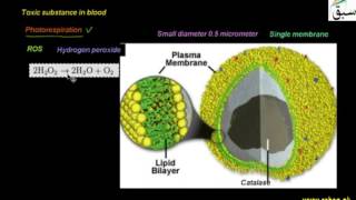Peroxisomes and Glyoxisomes