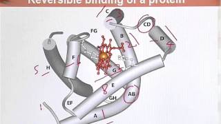 BIO202_Topic080