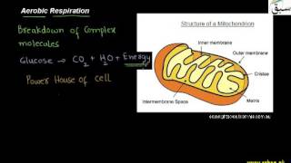 Aerobic Respiration