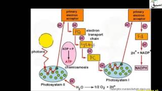 Noncyclic Phosphorylation