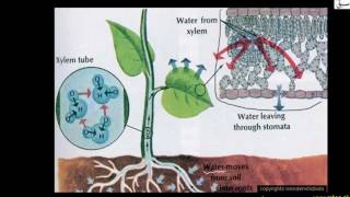 Cohesion and Tension Theory