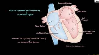 More on Structure of Human Heart