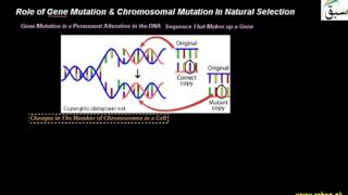 Role of Gene Mutation & Chromosomal Mutation In Natural Selection