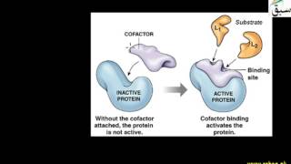 Three Groups of Enzymes