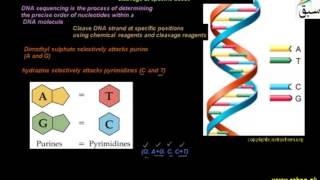 Maxam-Gillbert Method