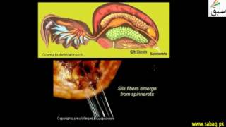 More on Innate Behaviour