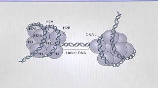 BIO302_Topic032