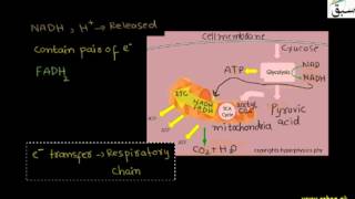 Respiratory chain