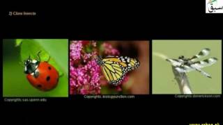 Classification of Arthropods