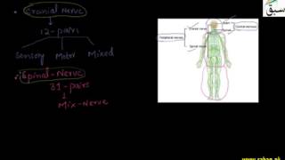 Periphral Nervous System