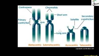 Number and Structure of Chromosome