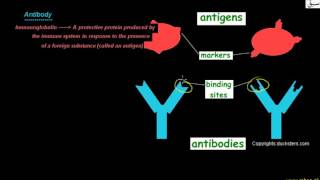 Antigen, Antibody