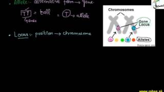 Genes, Locus, Alleles, Phenotype, Genotype