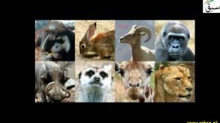 Placental Mammals