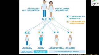 X- linked Recessive Inheritance