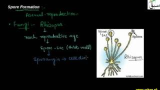 Spore Formation
