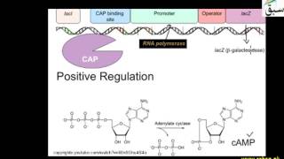 Mechanism of Positive Control
