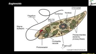 Euglenoids, Dinoflagellates and Diatoms