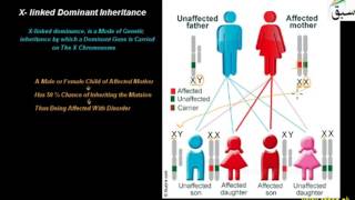 X- linked Dominant Inheritance