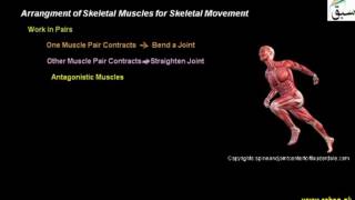 Arrangment of Skeletal Muscles for Skeletal Movement