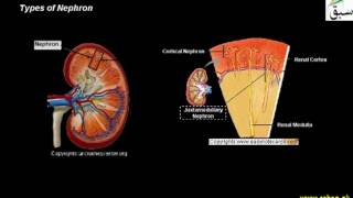 Type of Nephron