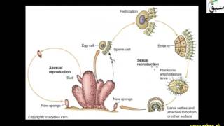 Generalized Sponge Anatomy