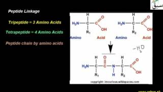 Peptide Linkage