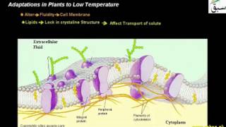 Adaptations in Plants to Low Temperature