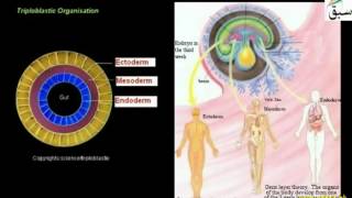 Diploblastic and Triploblastic Organization