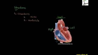 Human Heart