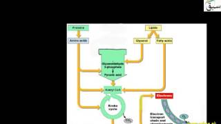 Cellular Respiration of Fats and Protiens