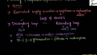 Concentration of Excretory Product