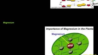 Minerals Requirement in Plants
