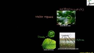 Transpiration