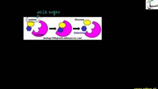 Enzymes Nature