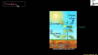 Concept of Limiting Factors in Photosynthesis
