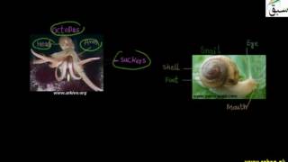 Phylum Mollusca, Fresh Water Mussel, Snail