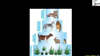 Ecological Pyramids Biomass