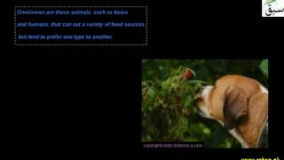More on Hetrotrophic Animal Nutrition, Carnivores, Herbivores, Omnivores
