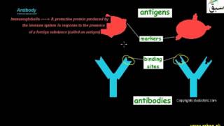 Antigen, Antibody
