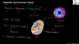 Organelle and Cell Level, Tissue
