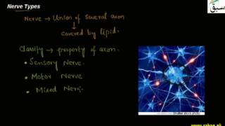 Nerve Types