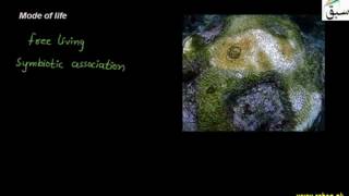 General Characteristics of Protists