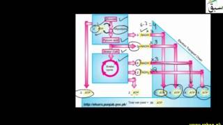 The Energy Budget of Respiration