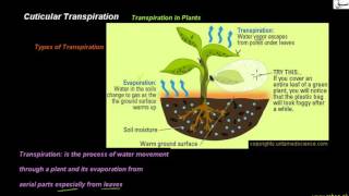 Cuticalar Transpiration