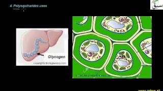 Functions of Carbohydrates