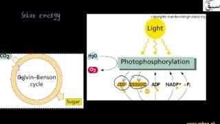More on Light Reaction