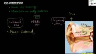 Ear, External Ear